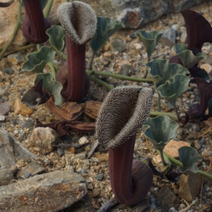 Aristolochia chilensis